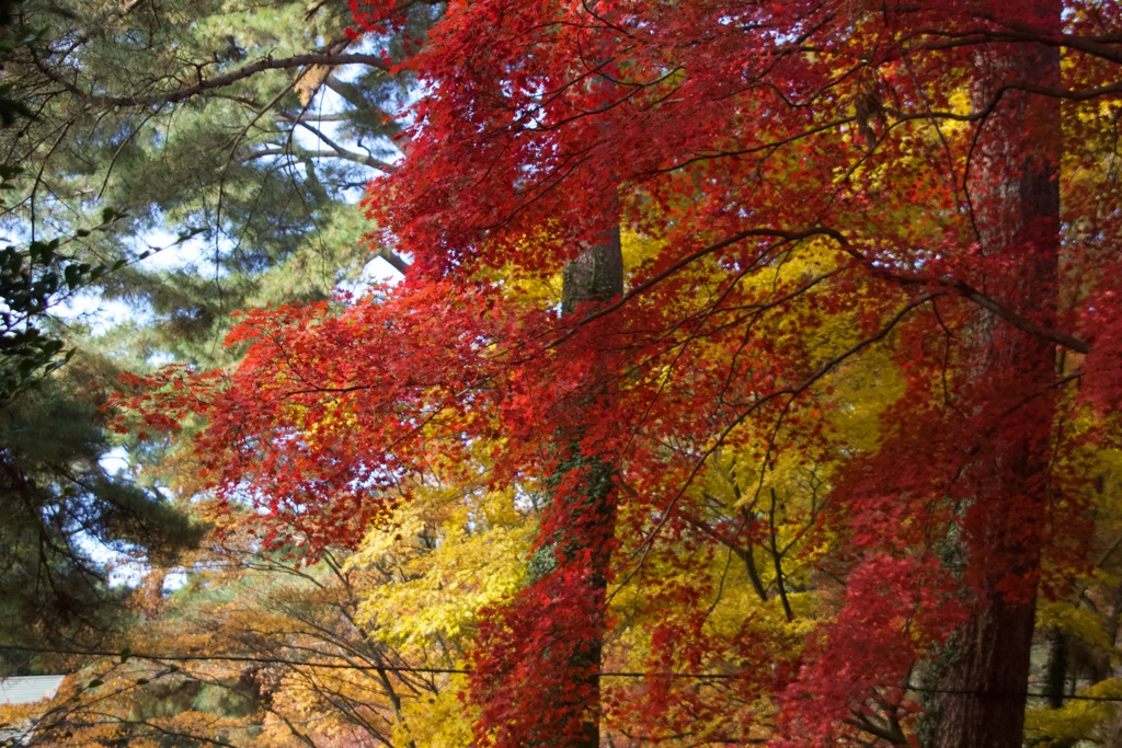 森林の紅葉