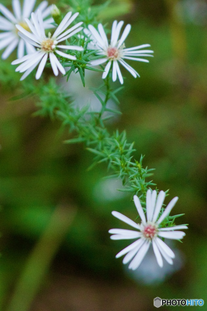 IMG_7149　孔雀草