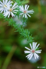 IMG_7149　孔雀草