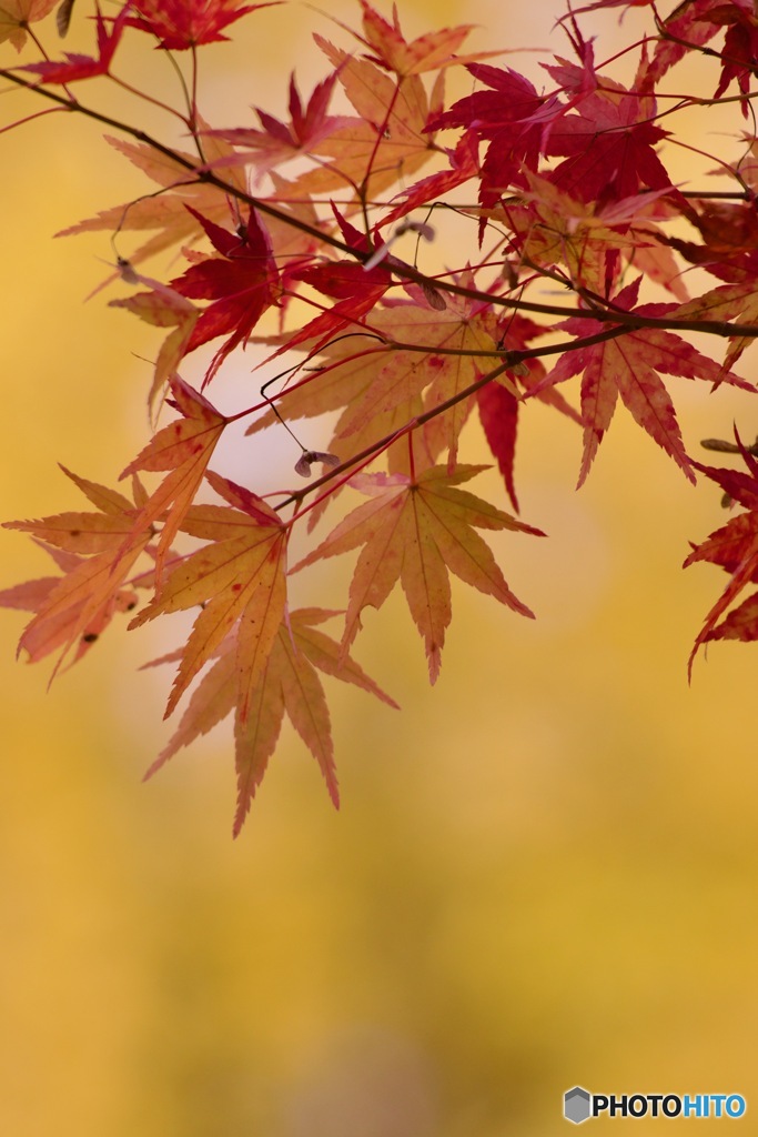 IMG_8349彩り様々