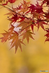 IMG_8349彩り様々