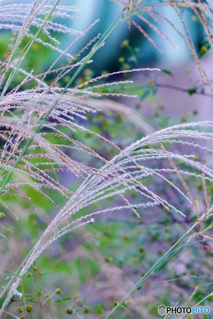 川沿いのススキIMG_2282