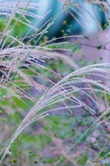 川沿いのススキIMG_2282