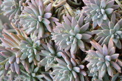 多肉植物Echeveria（エケベリア）