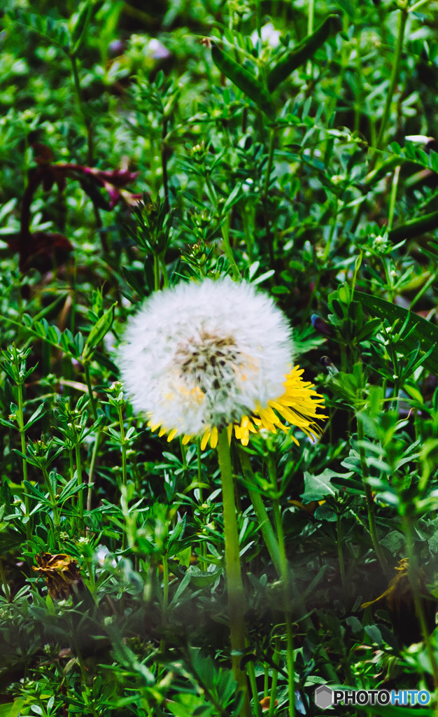 春_新たな出会いの始まりを告げる花
