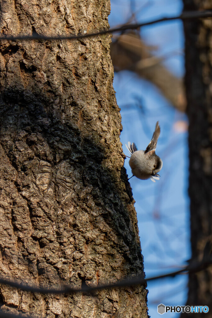 小さな羽ばたき