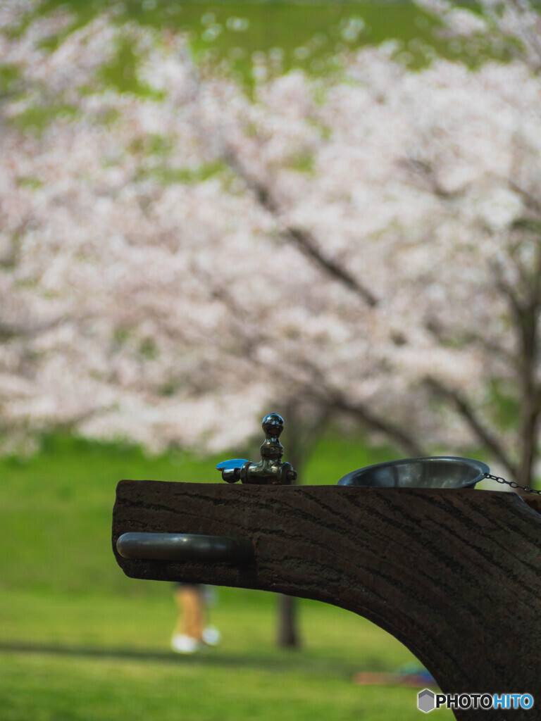 桜を肴に水を飲む