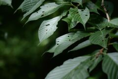 小石川植物園にて