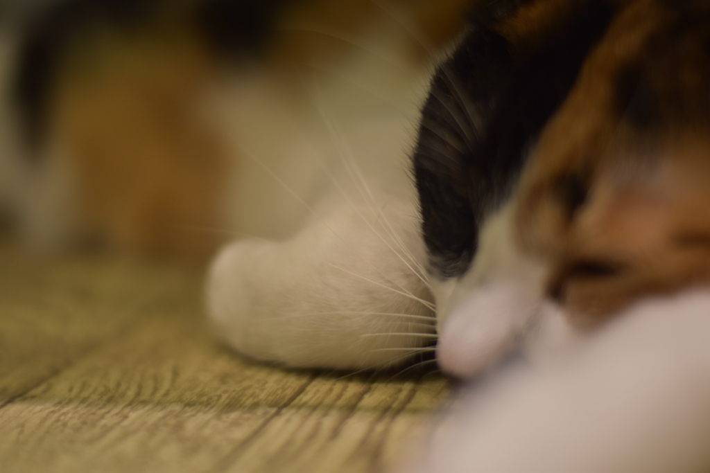 うちの三毛猫さん