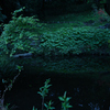 深緑の静寂