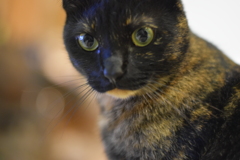 うちのサビ猫さん