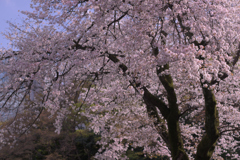 小石川後楽園、桜