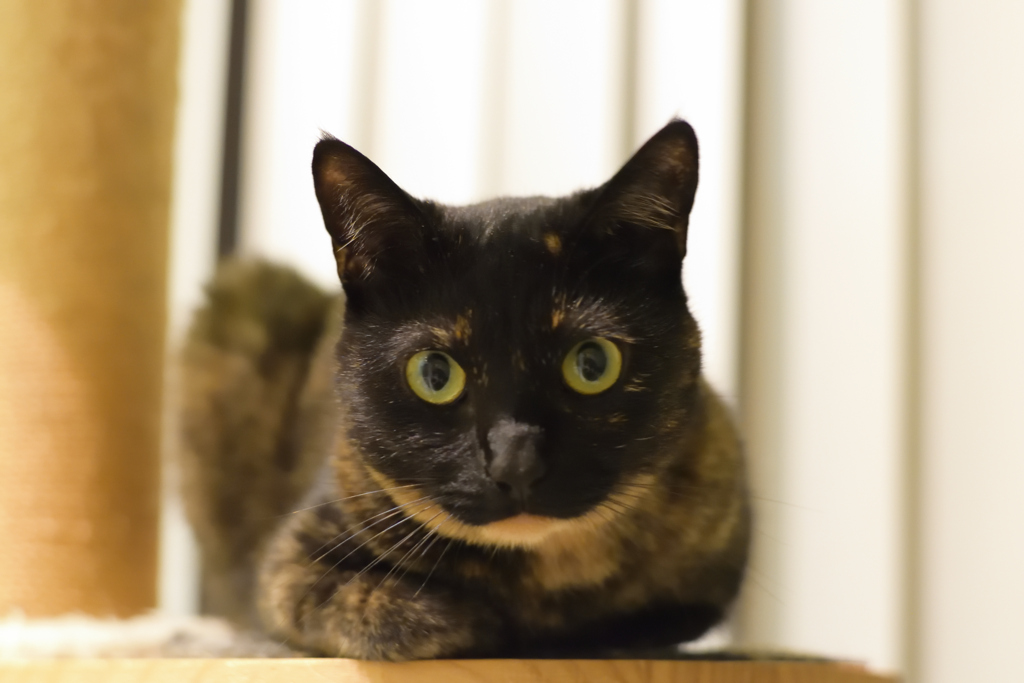 うちのサビ猫さん