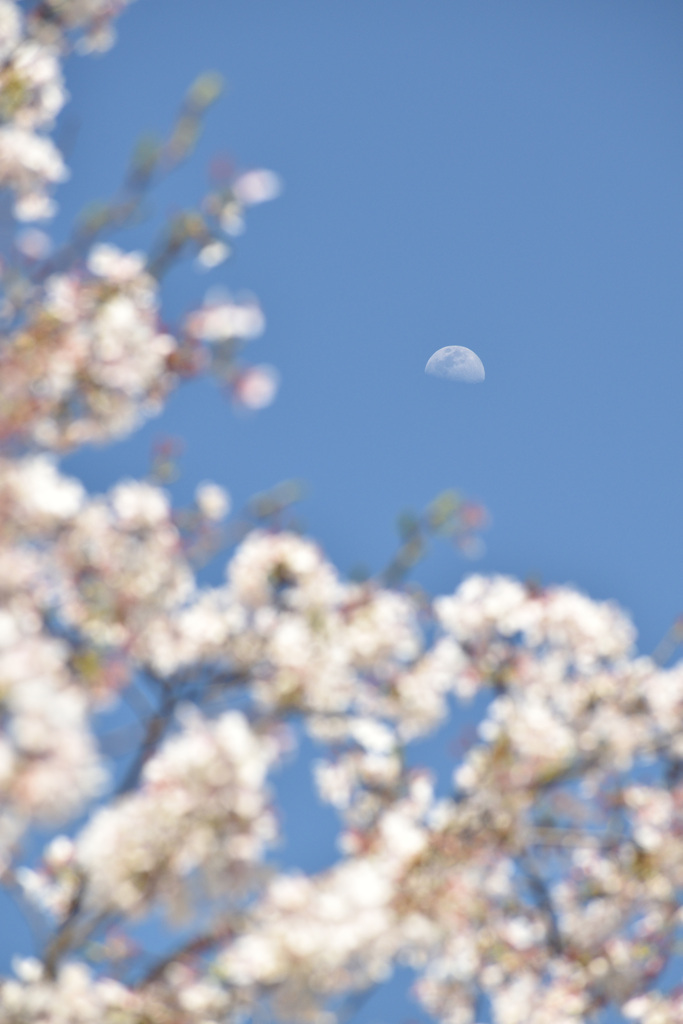 （皇居公開）月