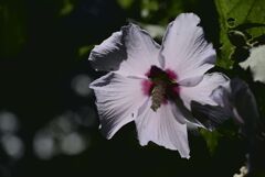 小石川植物園にて