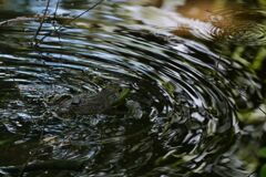 小石川植物園にて