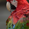 ベニコンゴウインコ