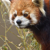 レッサーパンダ