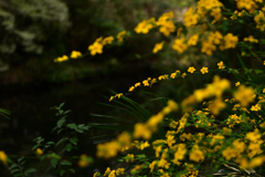 池端のヤマブキ