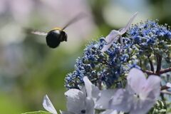 小石川植物園にて