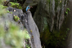 岩上のカワセミ