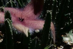 小石川植物園にて