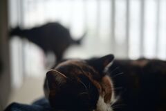 遊ぶ猫、寝る猫