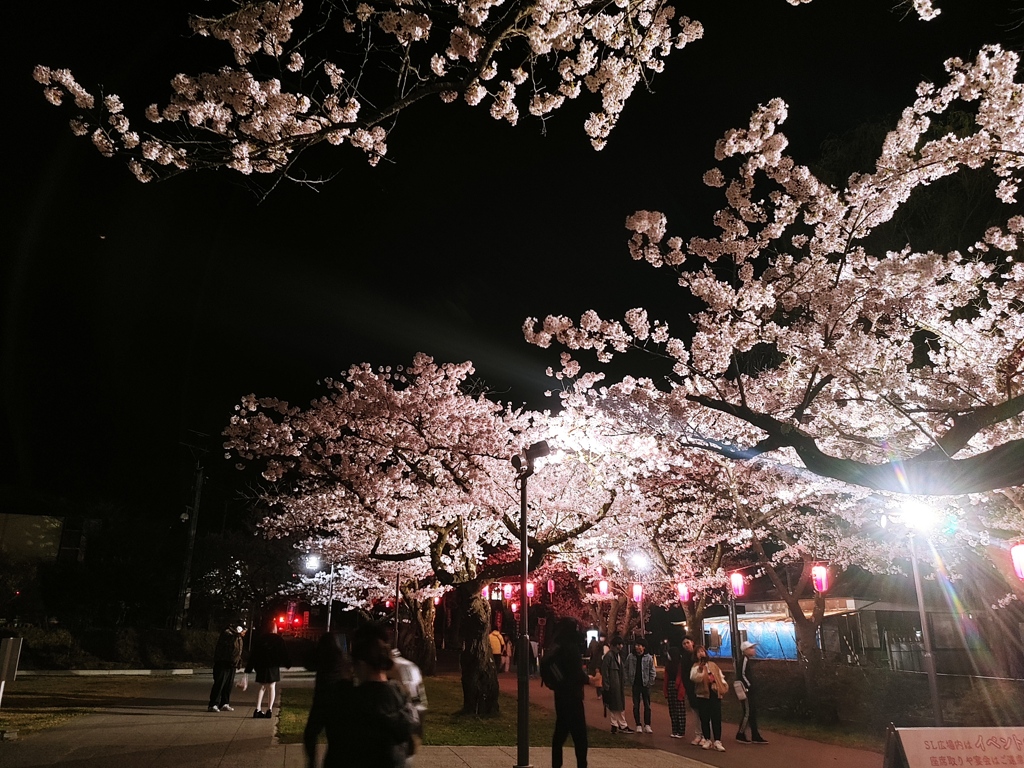 夜桜