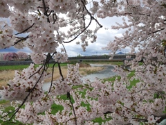 近所の桜