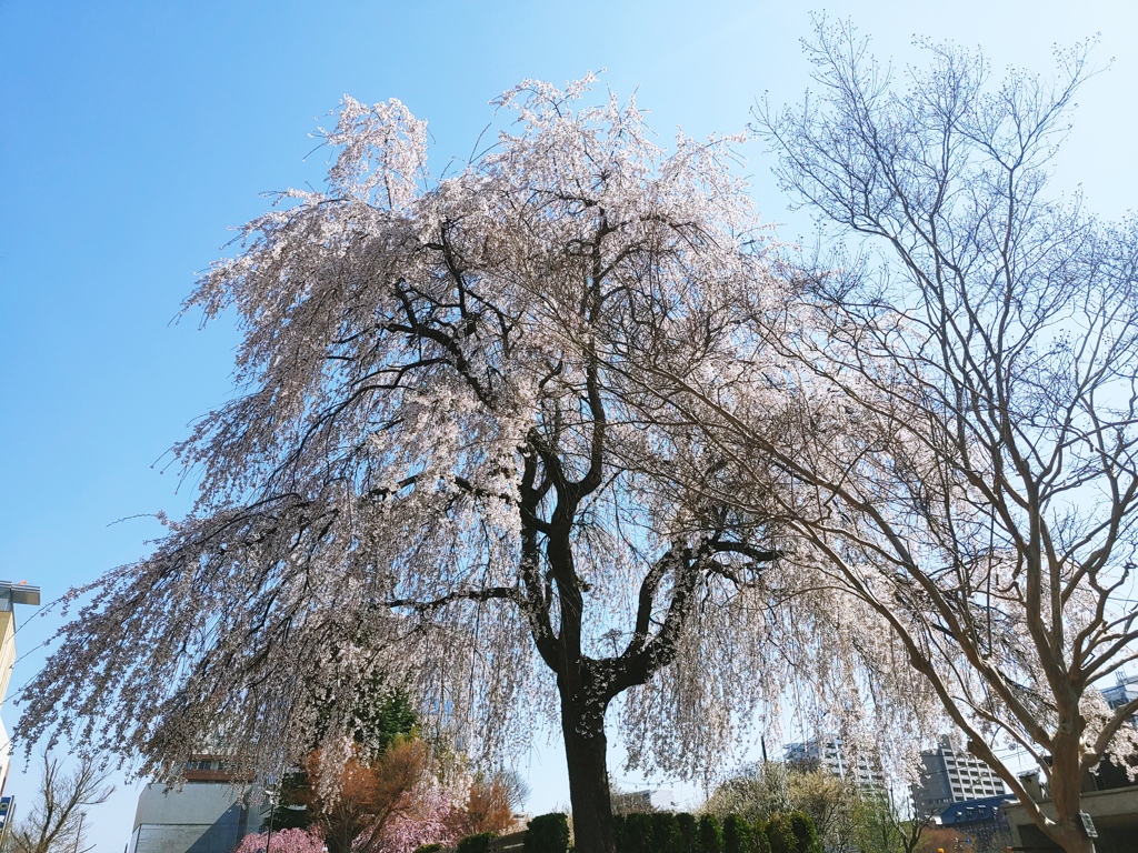 桜