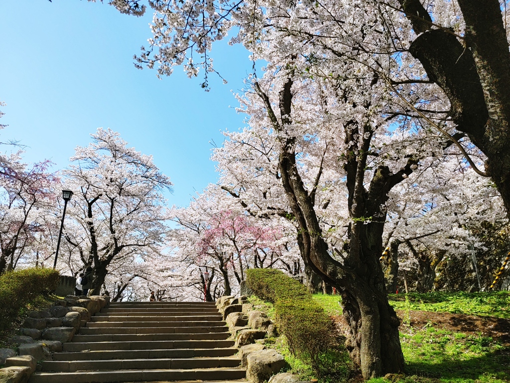 城中