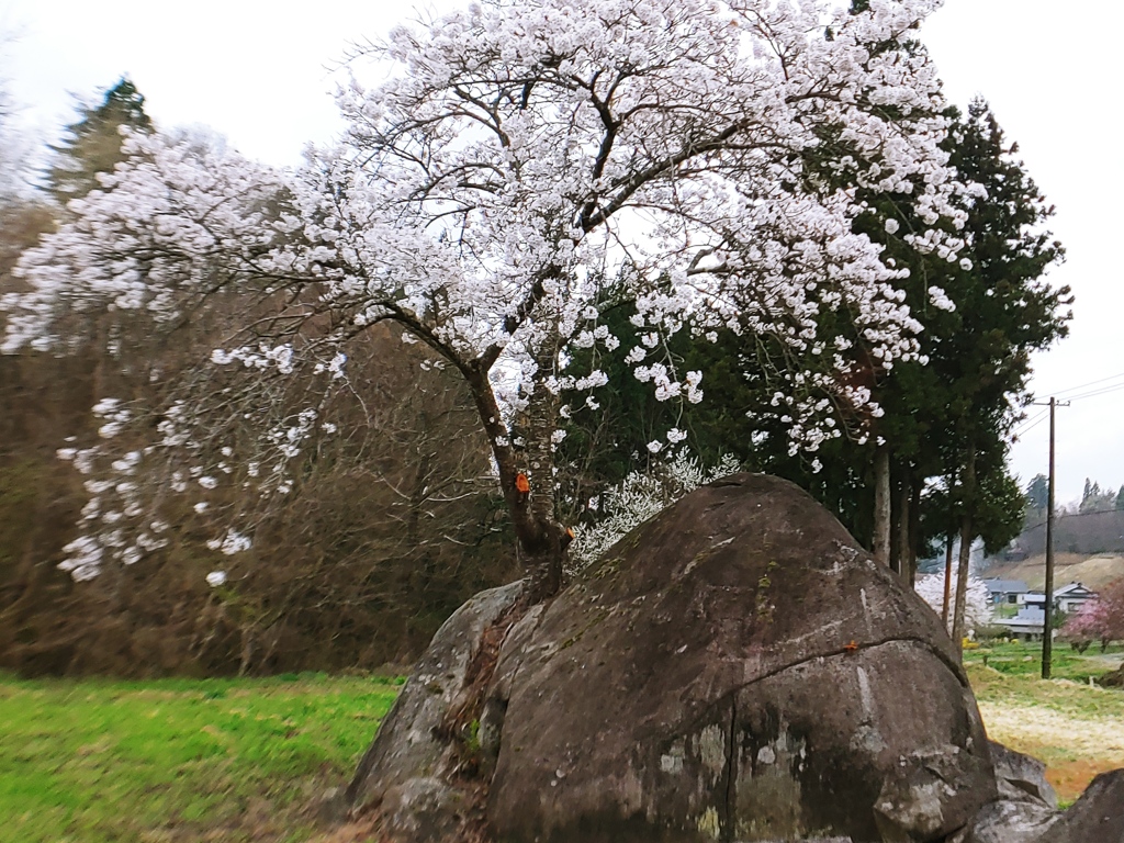 石を割る桜