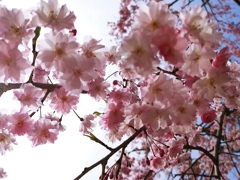 遅咲き桜