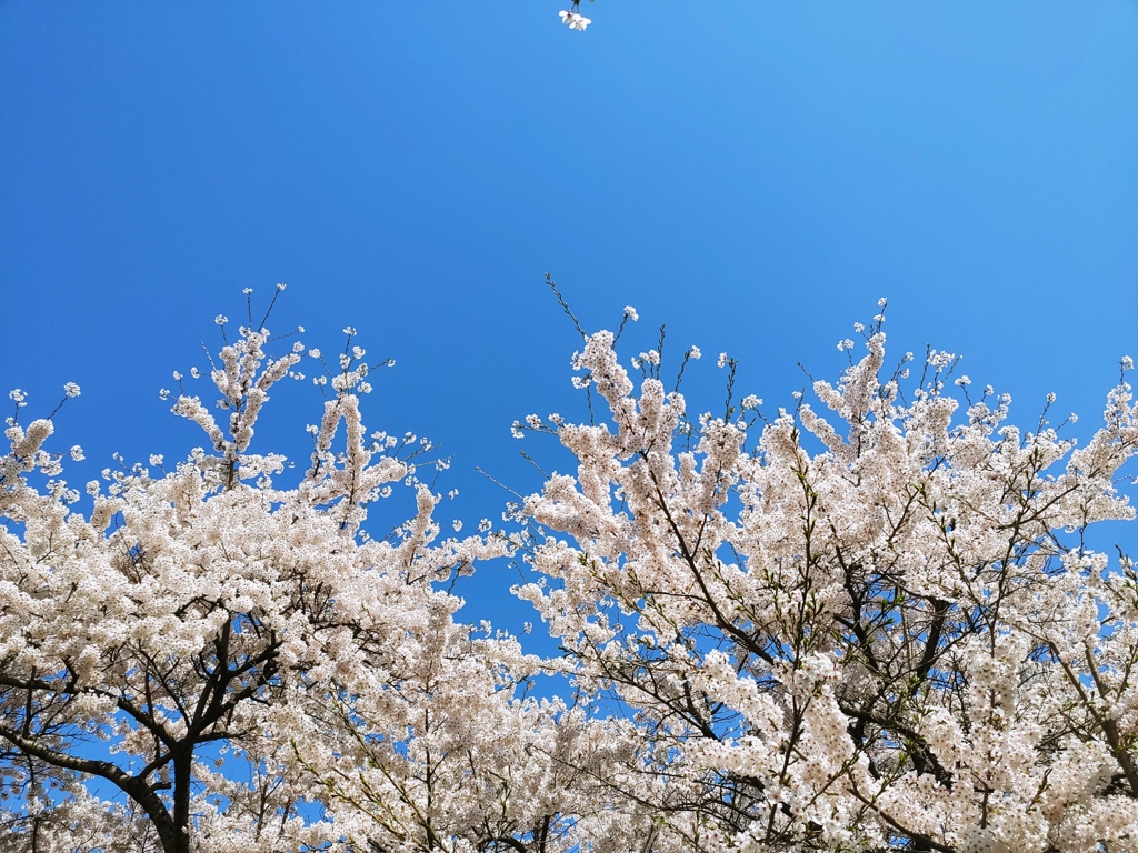 編集無し