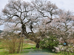 樹齢400年