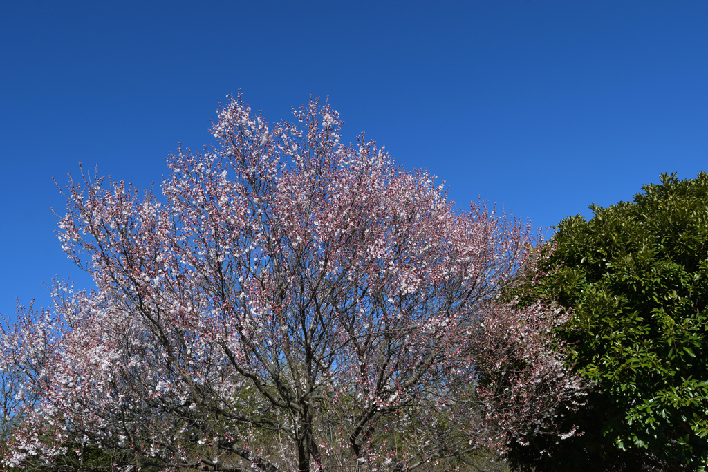 彼岸桜