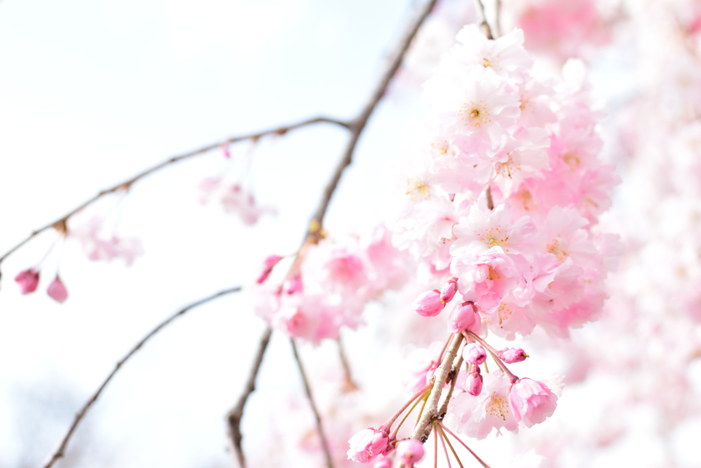 枝垂桜