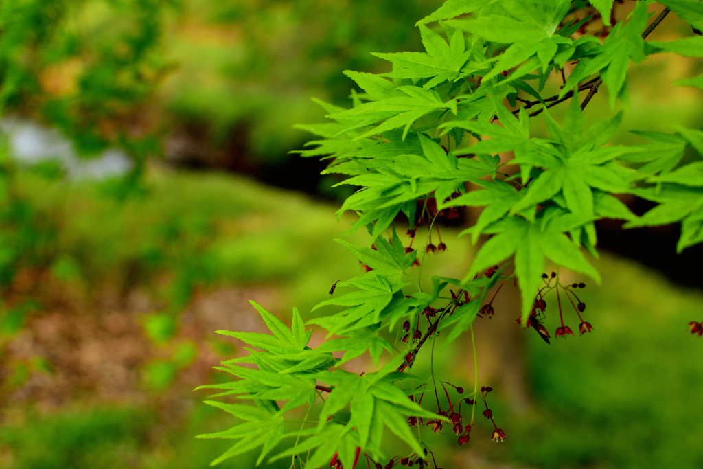 若紅葉