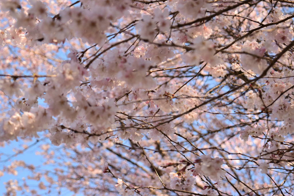 彼岸桜
