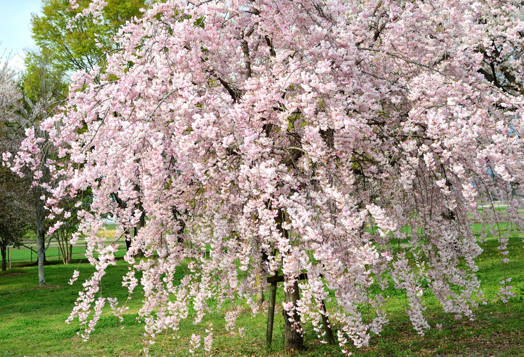 枝垂桜