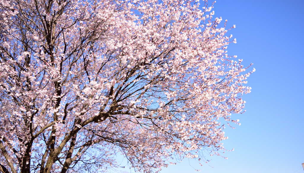 彼岸桜