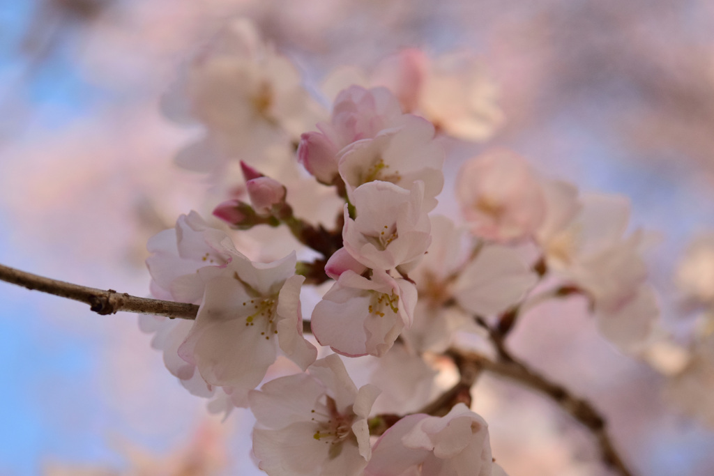 彼岸桜