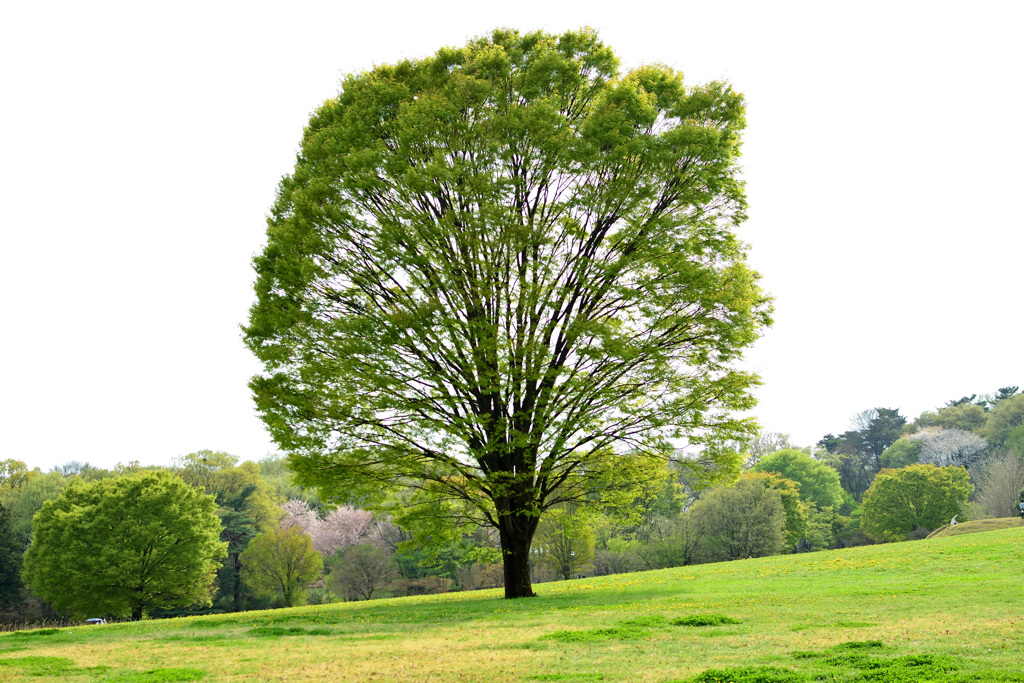 公園散策