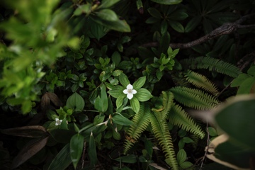 谷川岳の高山植物
