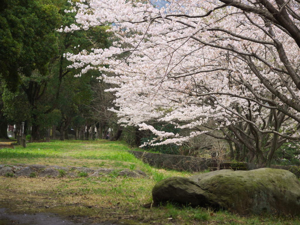 遊歩道沿いの桜