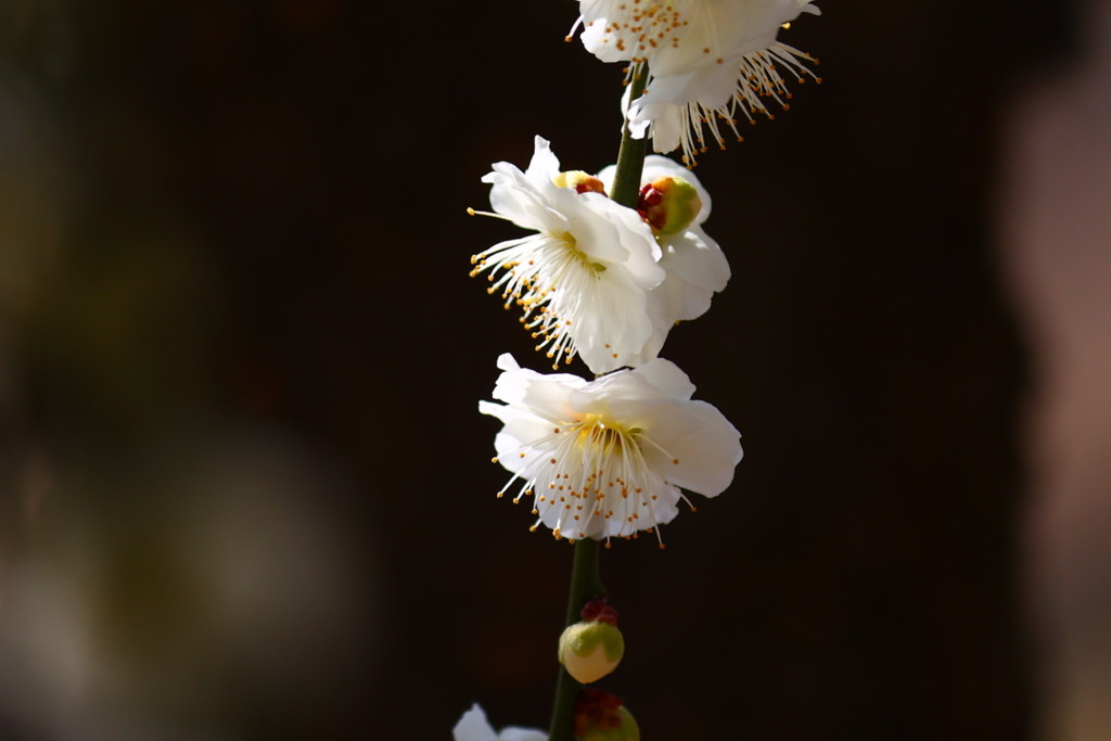 梅の花