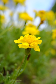 野花