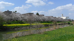 綾瀬川　桜