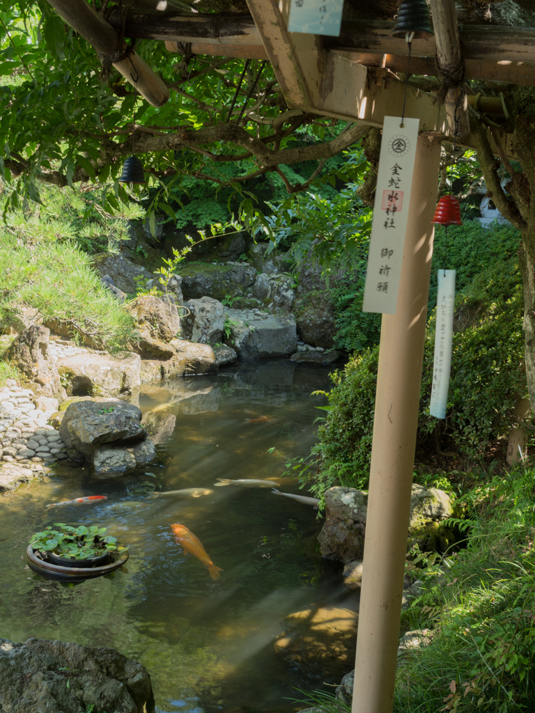 錦鯉と風鈴