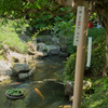 錦鯉と風鈴